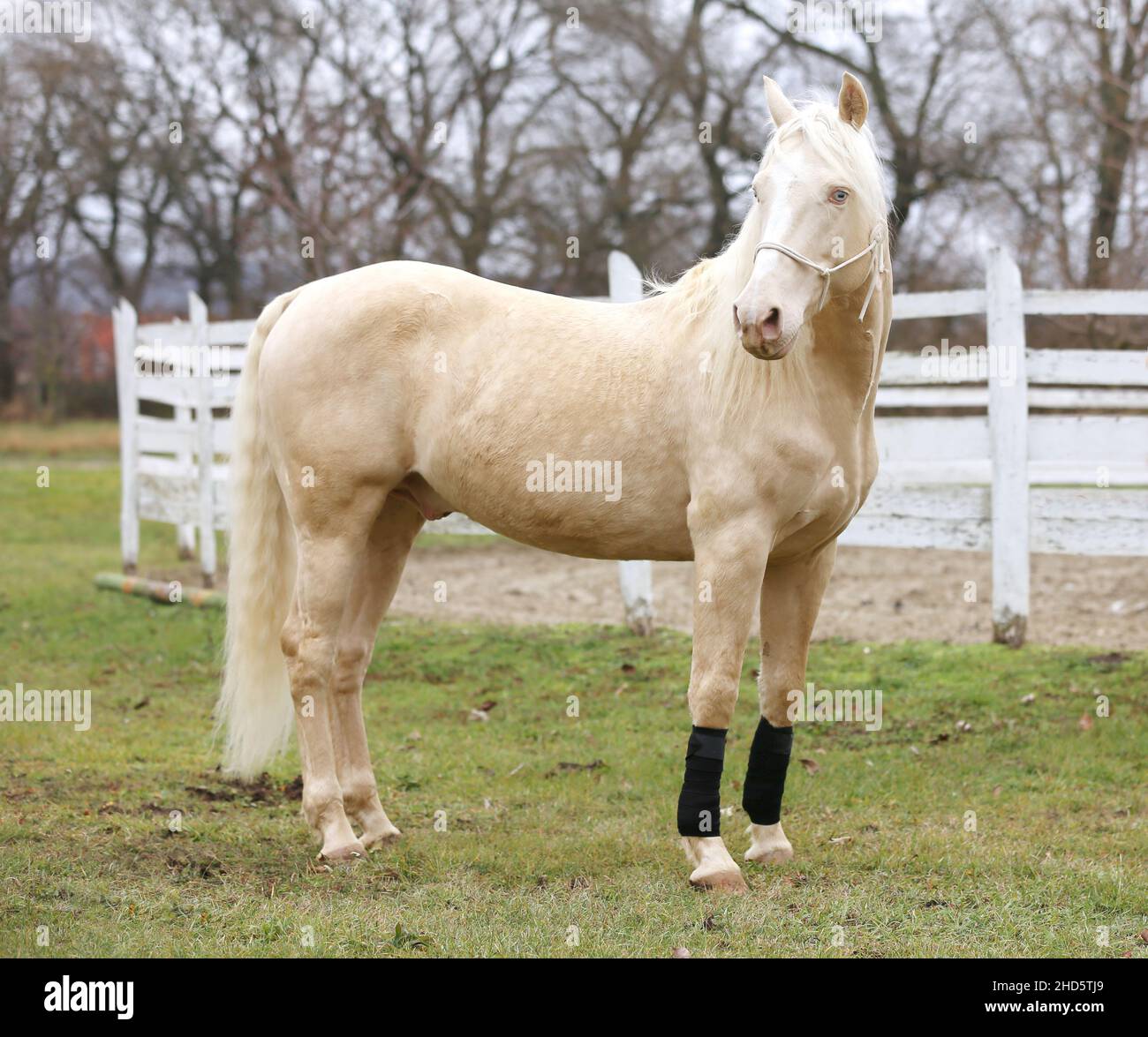 Portrait close up of a beautiful cremello stallion in against white