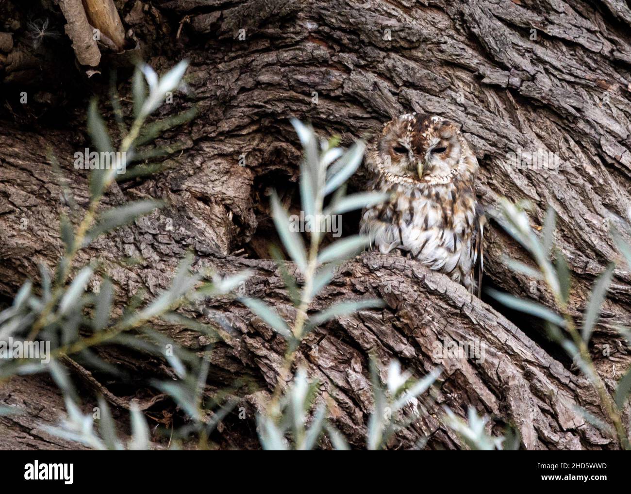 Tawny Owl nesting in a tree, Hunsdon, UK Stock Photo