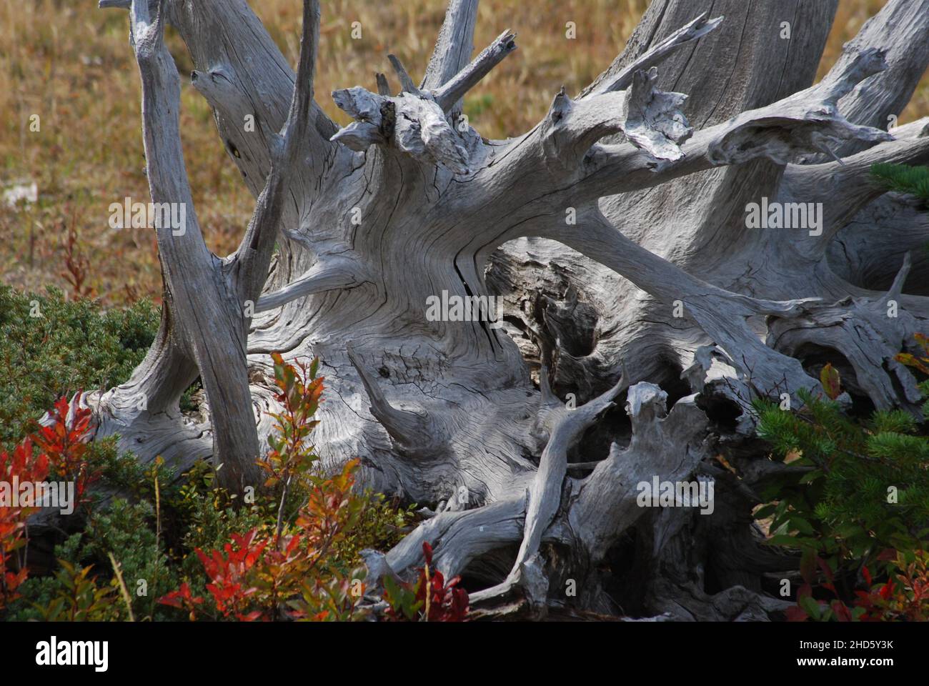 Weathered tree roots in a meadow Stock Photo - Alamy