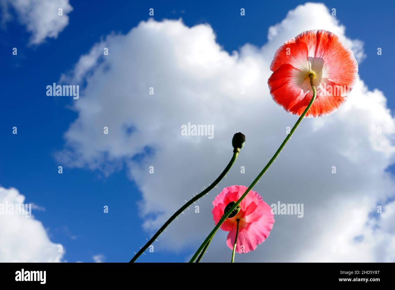 Poppies flowers blue sky clouds hi-res stock photography and images - Alamy