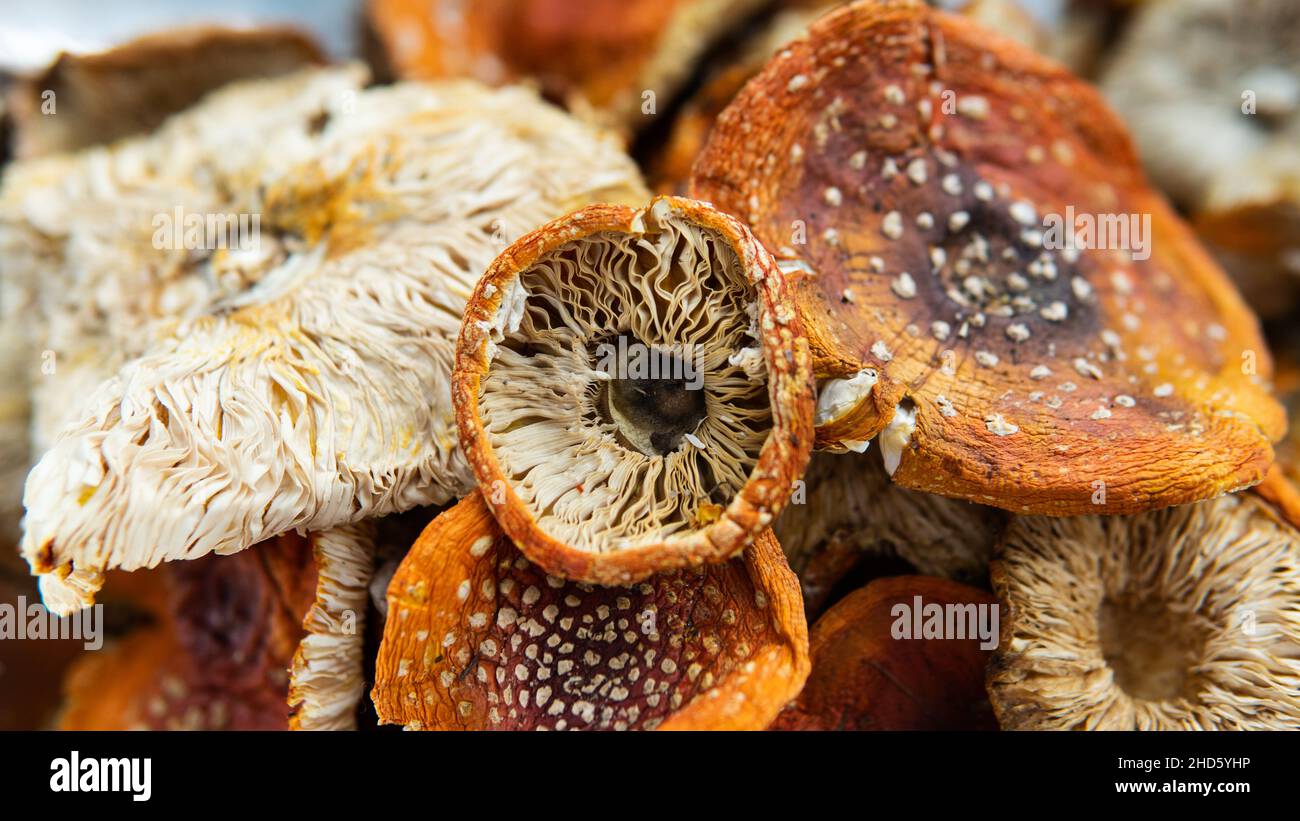 Amanita muscaria is a mystical medicinal mushroom. Ibotenic acid and ...