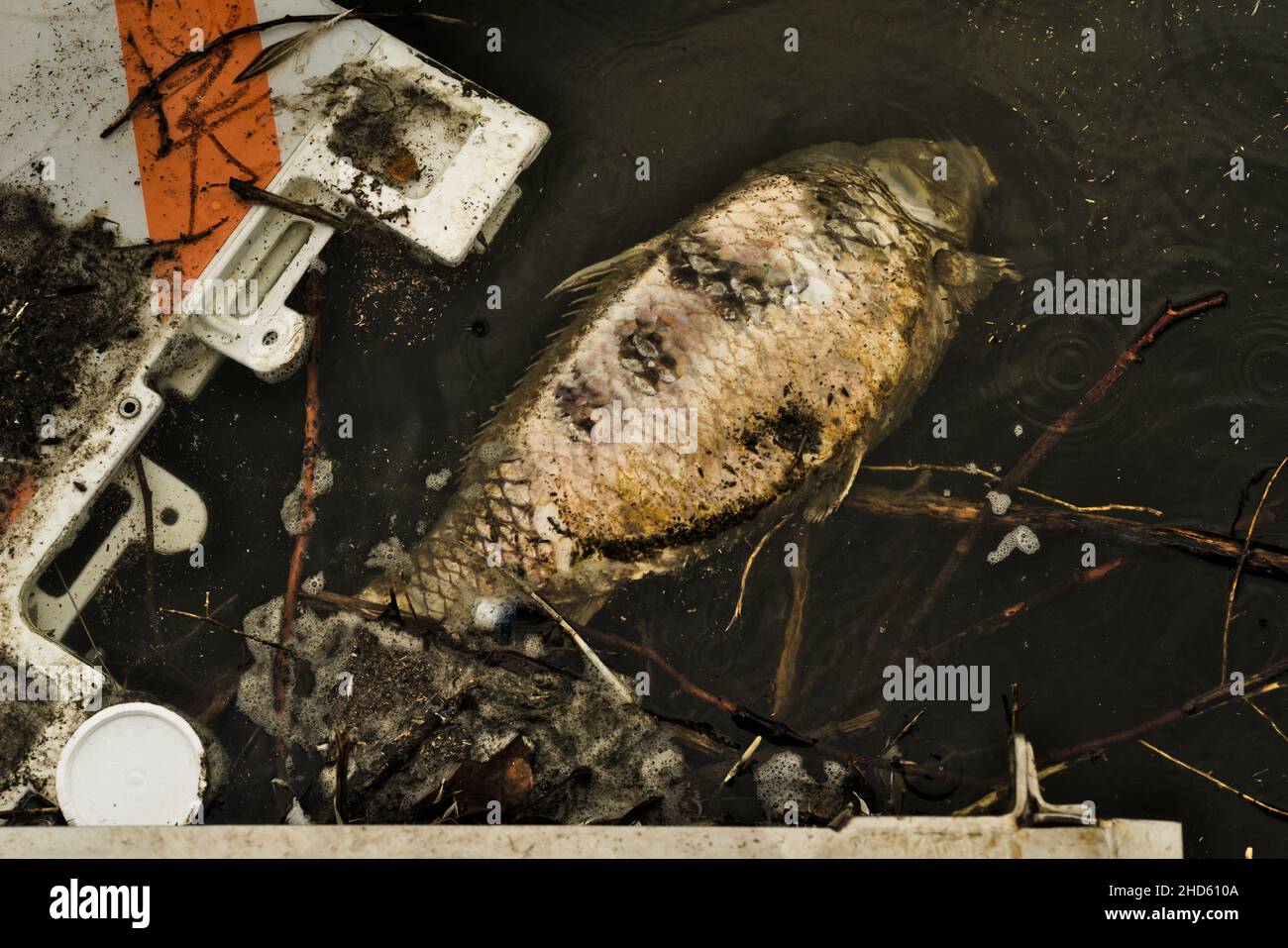 Dead fish floating in trashy like water that looks toxic  Polluted water or climate change or what? Stock Photo
