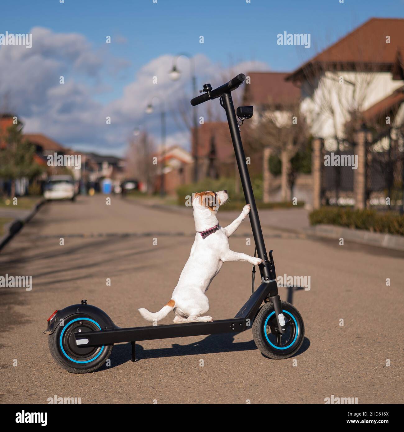 Dog Ride Motor Pet dog and motor scooter hi-res stock photography and images - Alamy