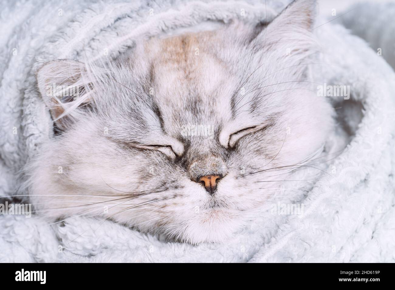 Cute grey persian cat sleeping or napping in cozy soft blanket. Cat