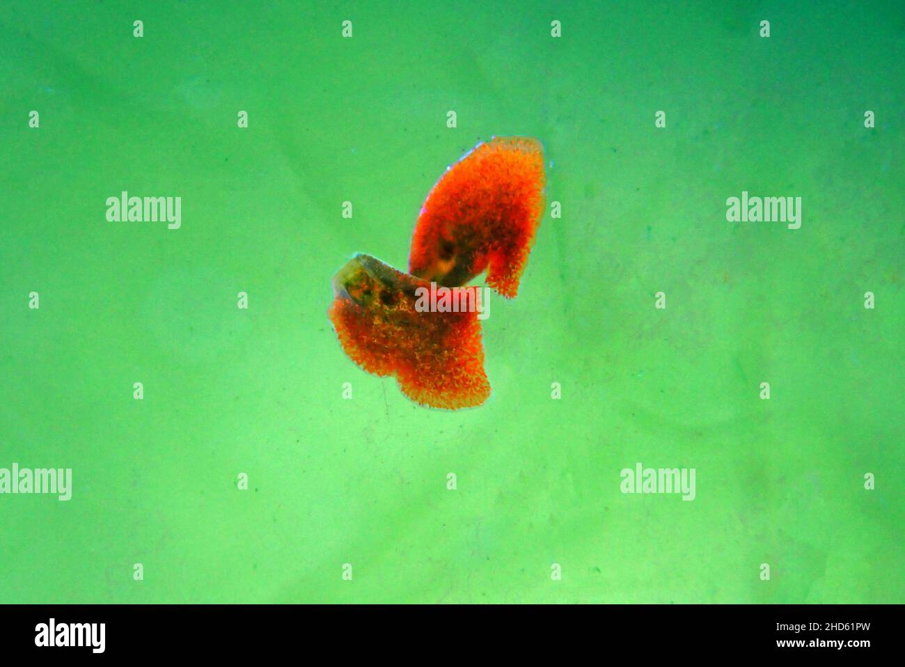 Red planaria flatworms - Convolutriloba retrogemma Stock Photo