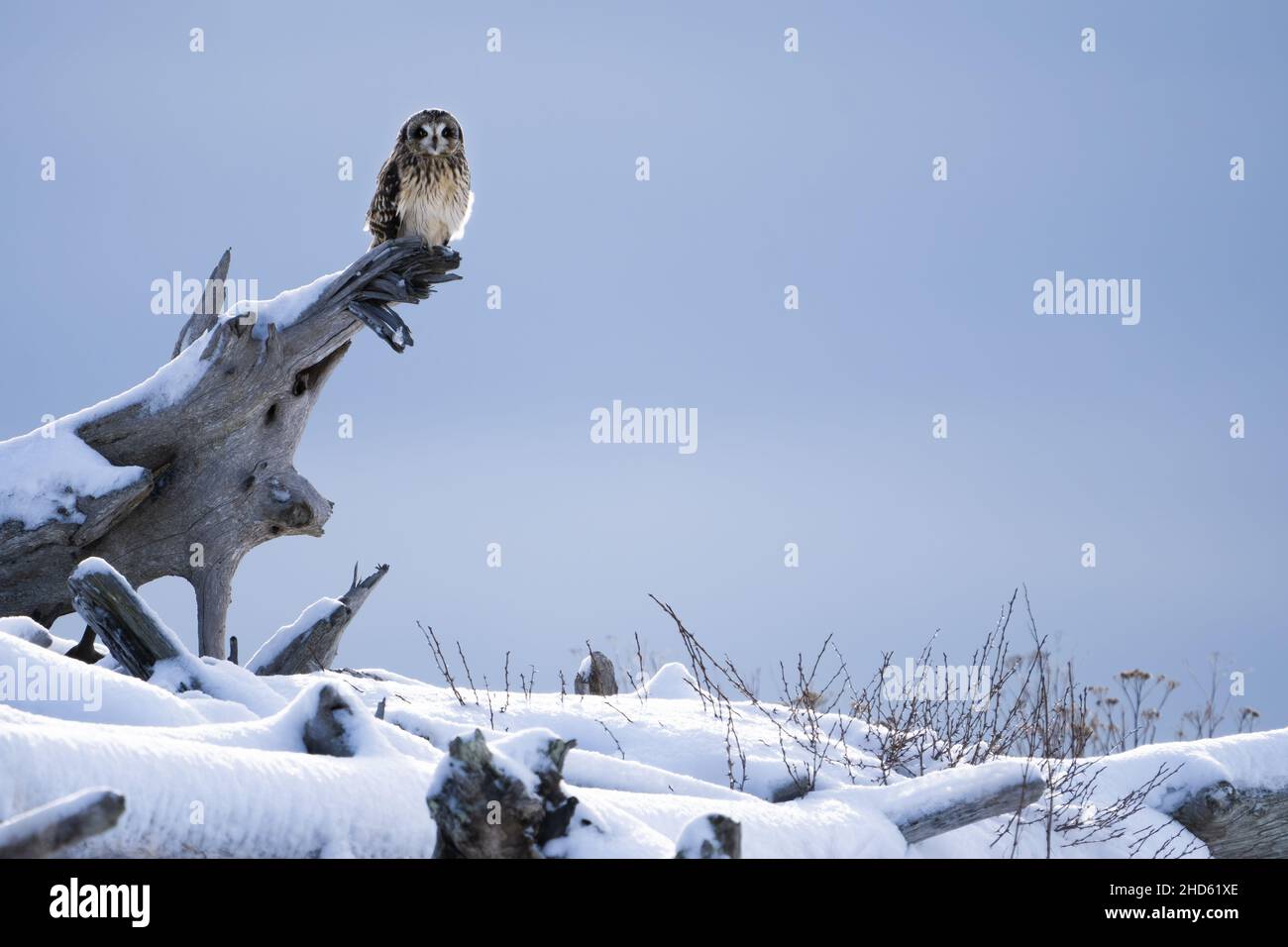 Short-eared owl (Asio flammeus) perched on driftwood covered in snow, Fort Casey State Park, Coupeville, Whidbey Island, Washington, USA Stock Photo