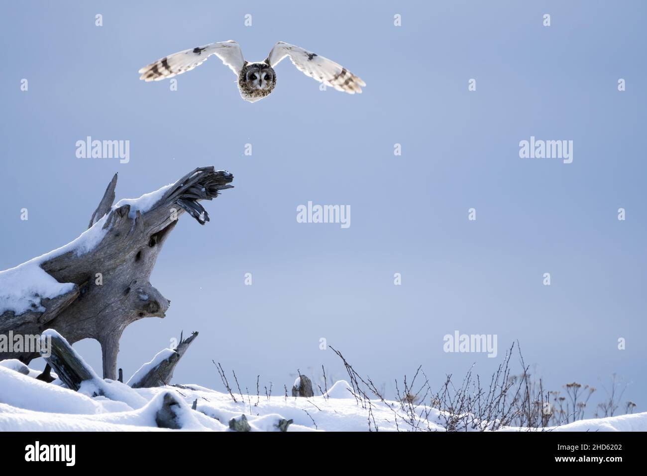 Short-eared owl (Asio flammeus) flying over driftwood covered in snow, Fort Casey State Park, Coupeville, Whidbey Island, Washington, USA Stock Photo