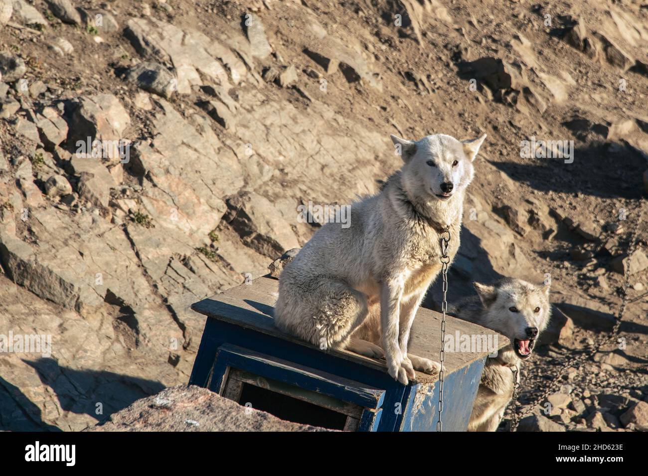 Hungry sled dogs waiting for their dinner, Ittoqqortoormiit, Scoresby Sund, East Greeenland Stock Photo