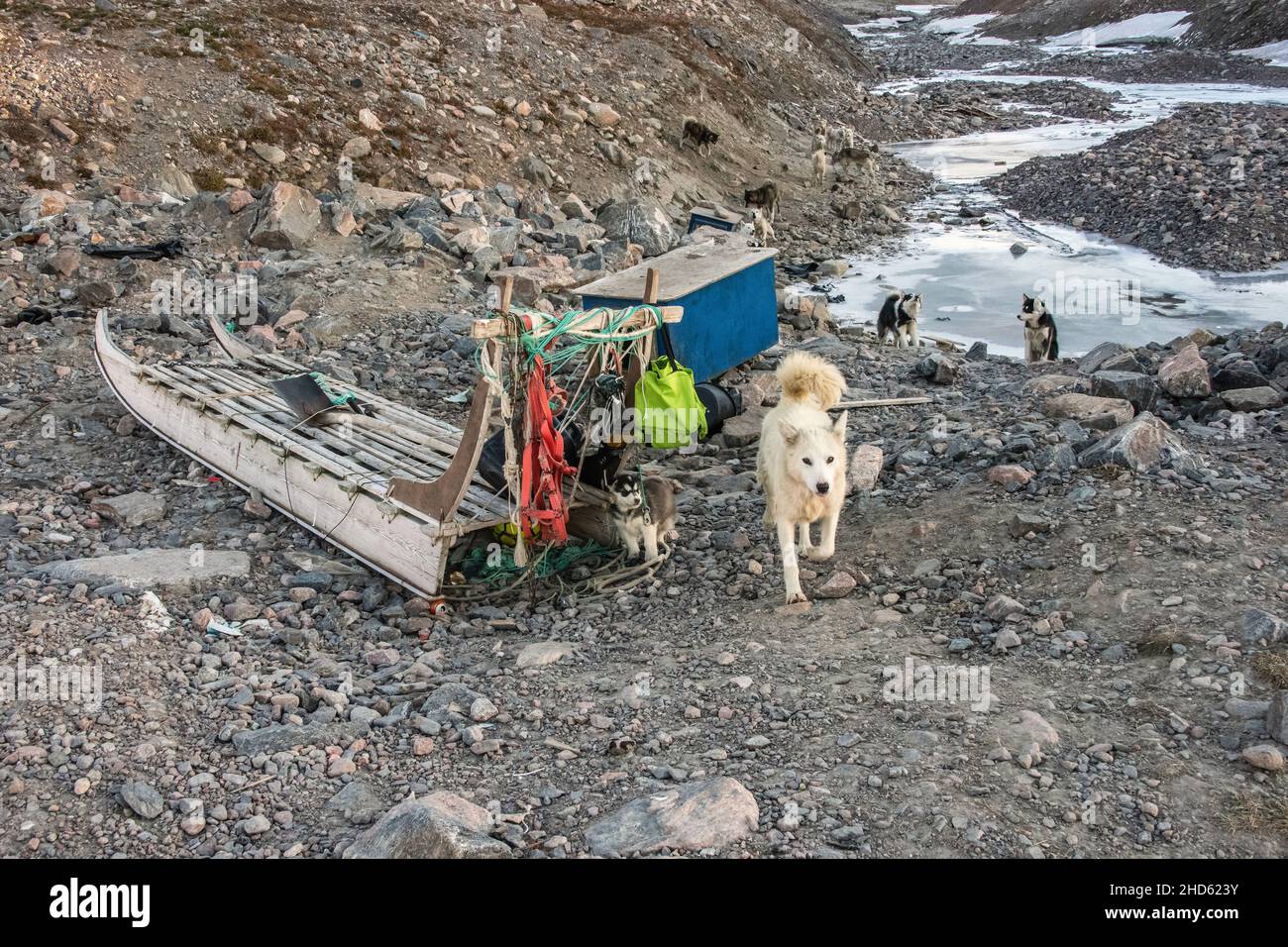 Sled dog mother and puppy by sled with the rest of the pack in back, Ittoqqortoormiit, Scoresby Sund, Greenland Stock Photo