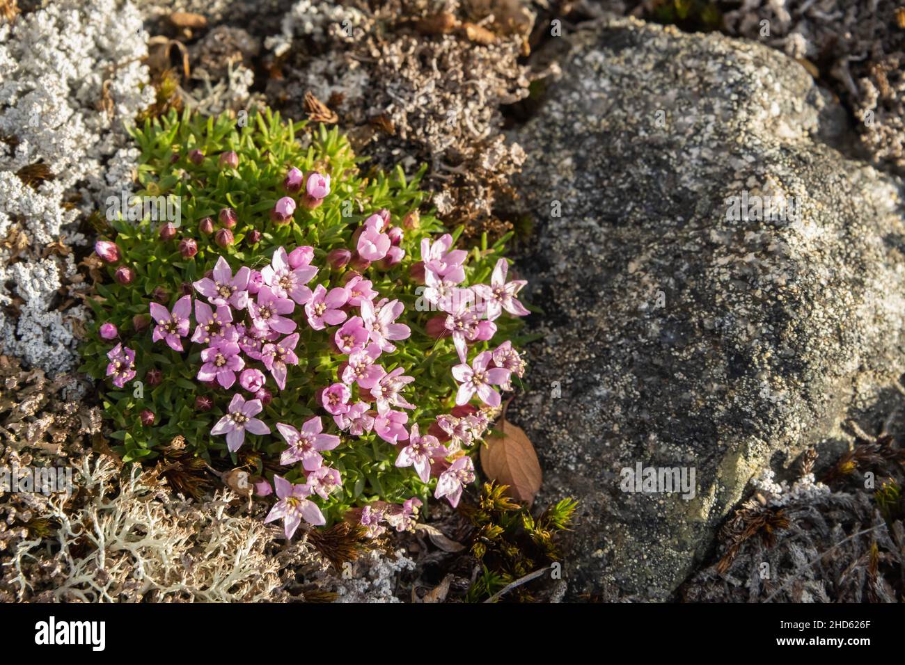 Moss campion (Silene aculis) in bloom, Danmark O, Scoresby Sund, East Greenland Stock Photo