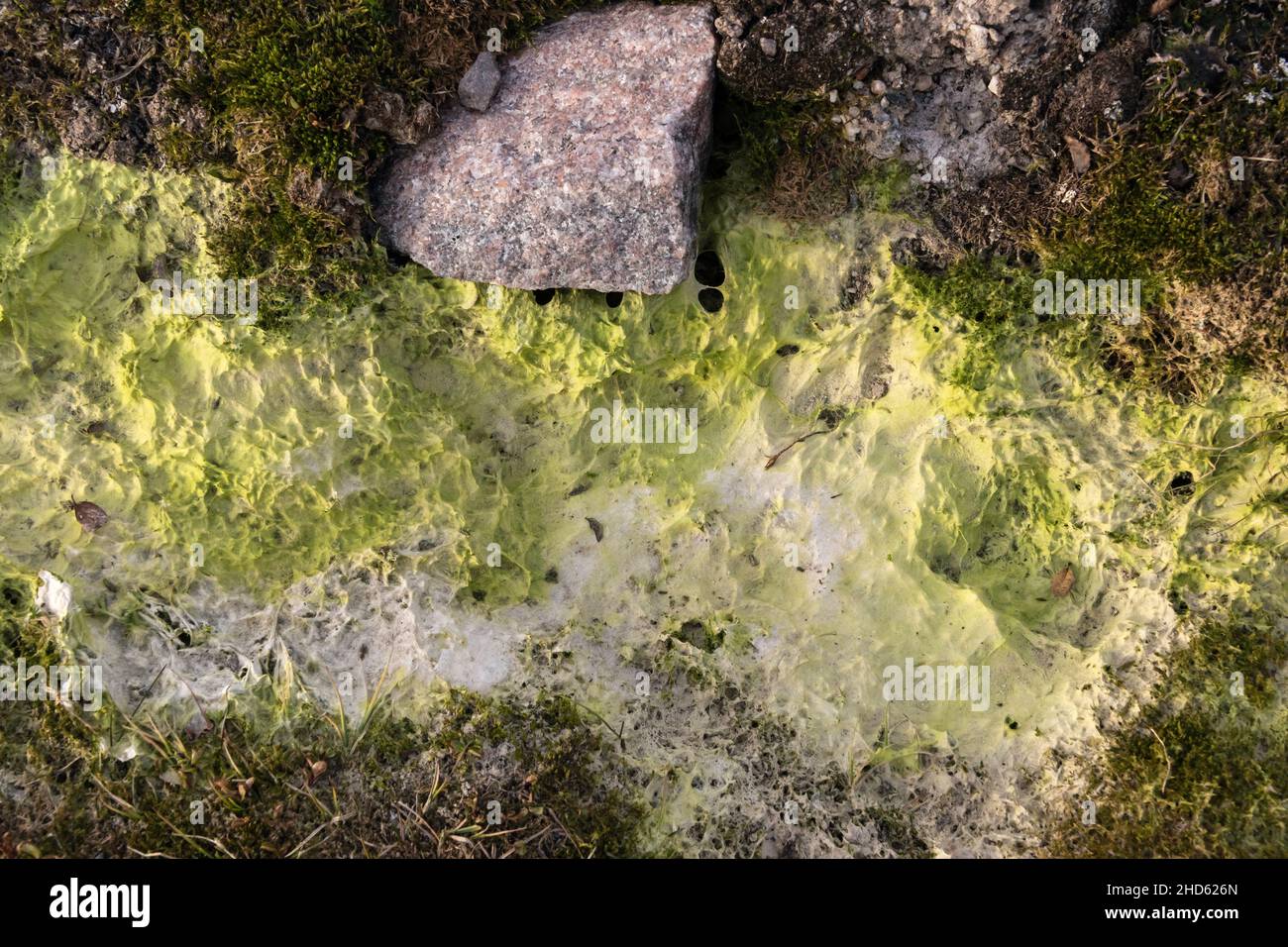 Lime green pond scum, possibly cyanbacteria, Danmark O, Scoresby Sund, East Greenland Stock Photo