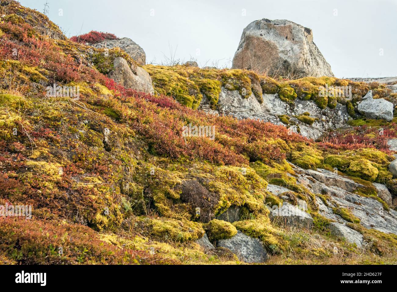 Diverse arctic plants on a south facing slope in late summer, Danmark O, Scoresby Sund, East Greenland Stock Photo