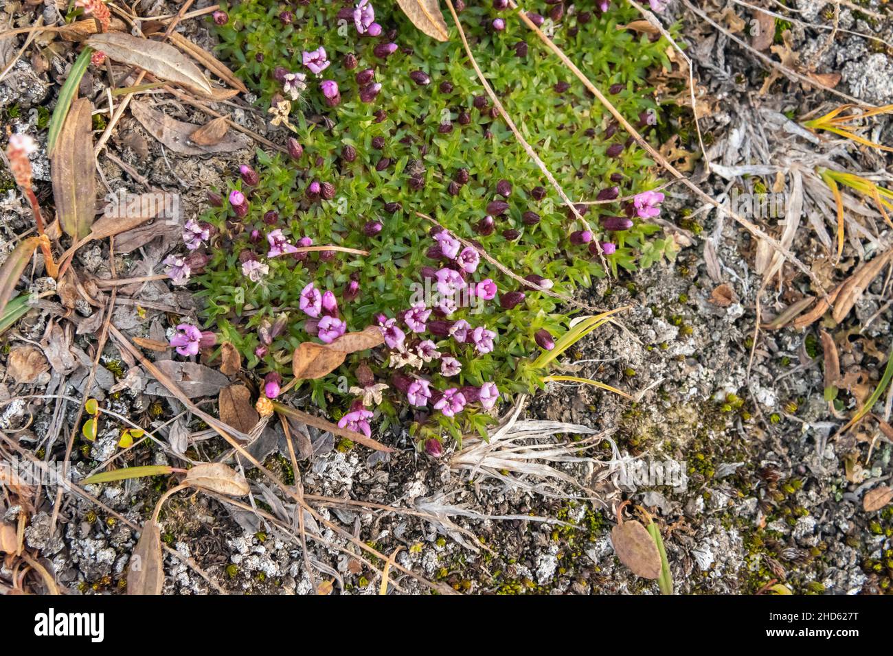 Purple saxifrage (Saxifraga oppositifolia) with fall blooms, Danmark O, Scoresby Sund, East Greenland Stock Photo