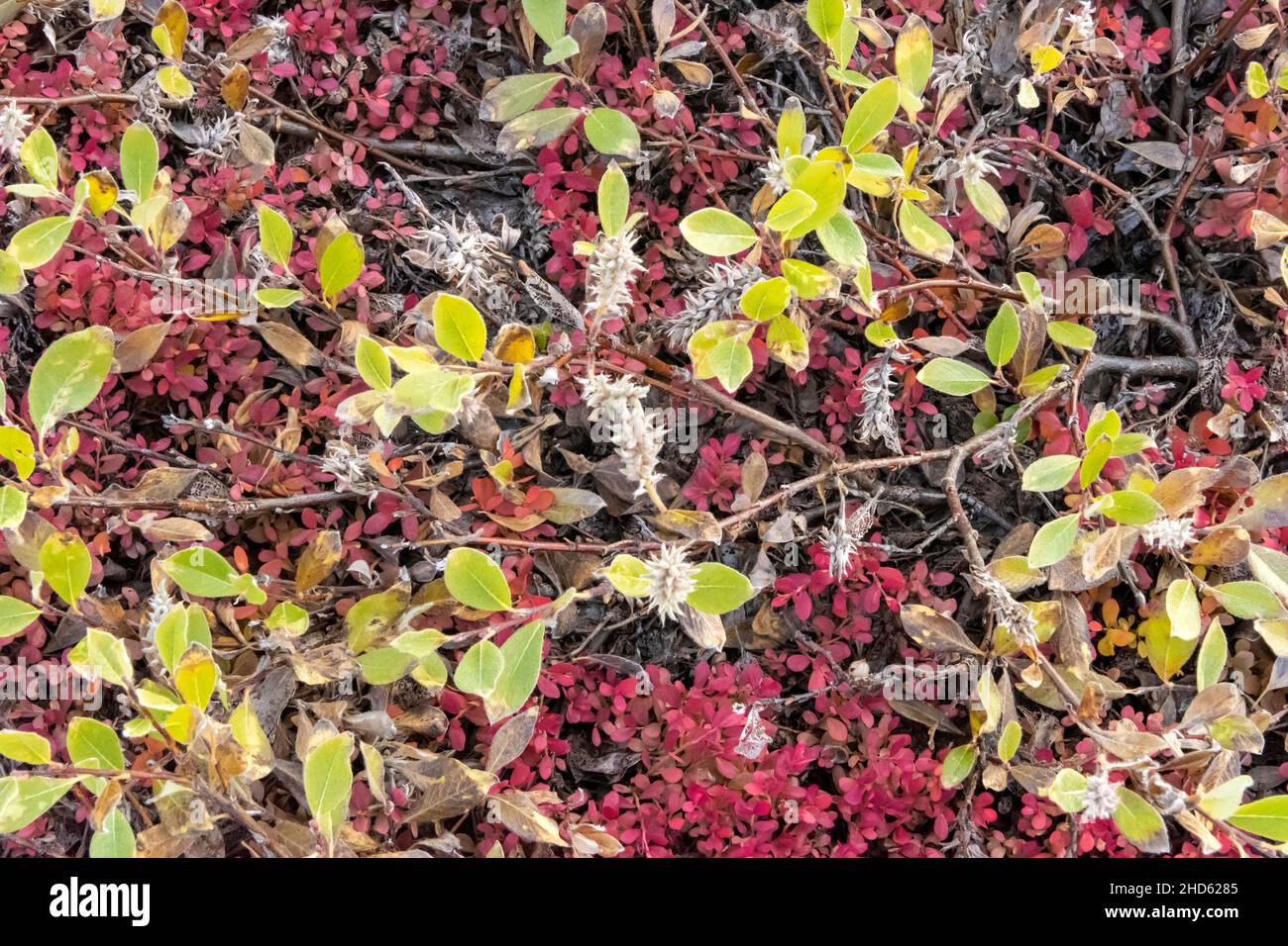 Dwarf willow and bearberry in autumn, close-up, Danmark O, Scoresby Sund, East Greenland Stock Photo