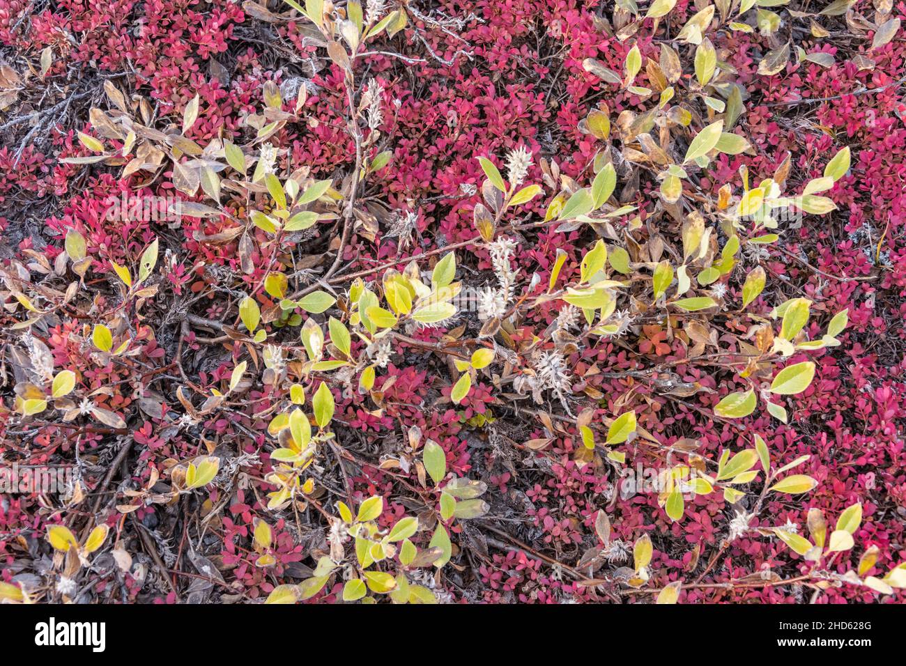Dwarf birch, bearberry and dwarf willow in the fall on Danmark O, Scoresby Sund, East Greenland Stock Photo
