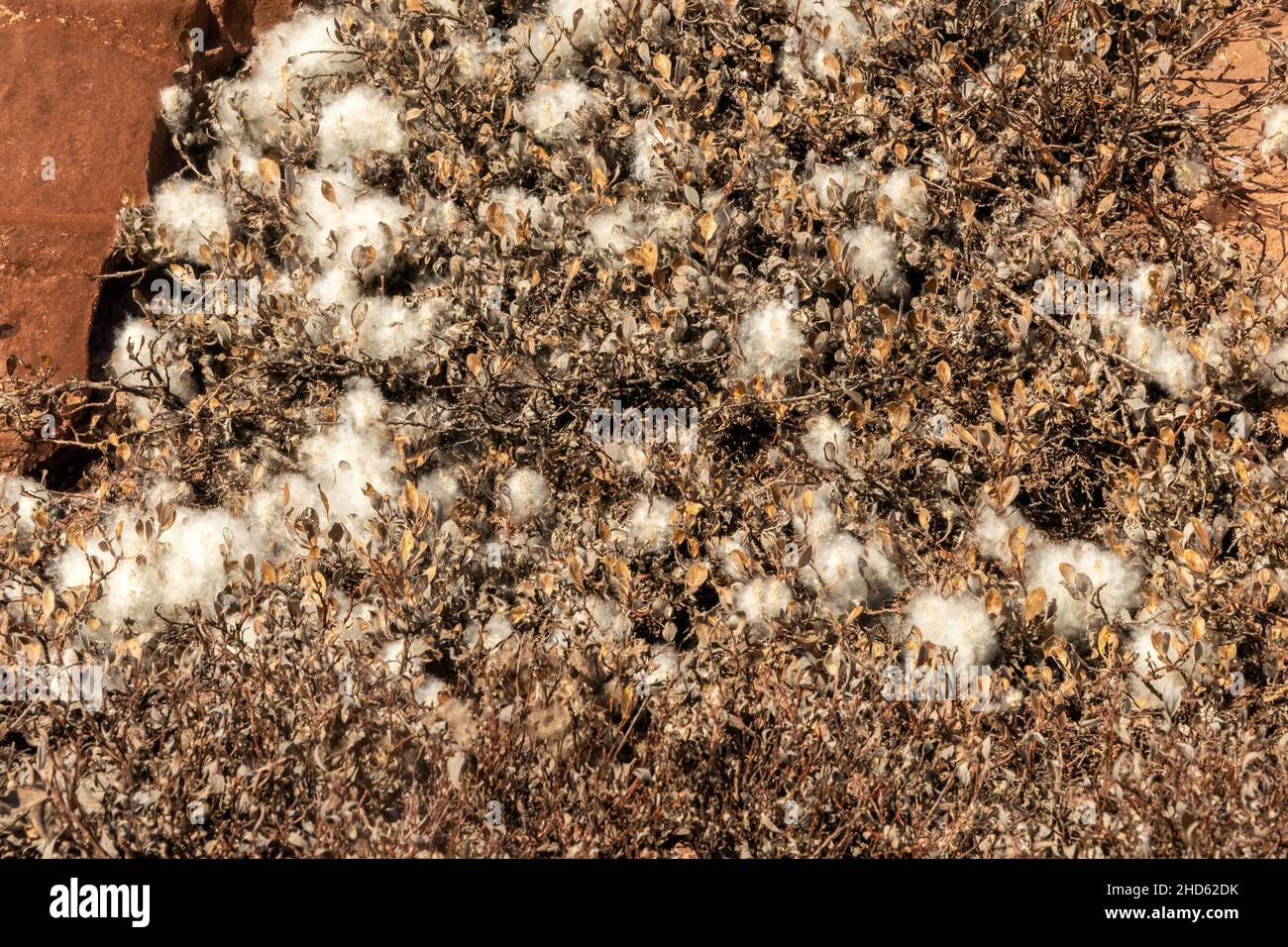 Close-up of Cotton grass (Eriophorum callitrix) in the fall, Rode O, Rodefjord, Scoresby Sund, Greenland Stock Photo