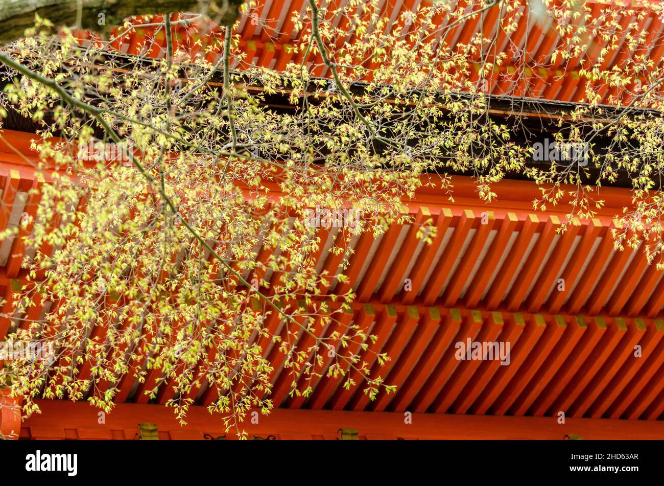 Detail of the interior roof and trees near the temple at Itsukushima Shrine Stock Photo