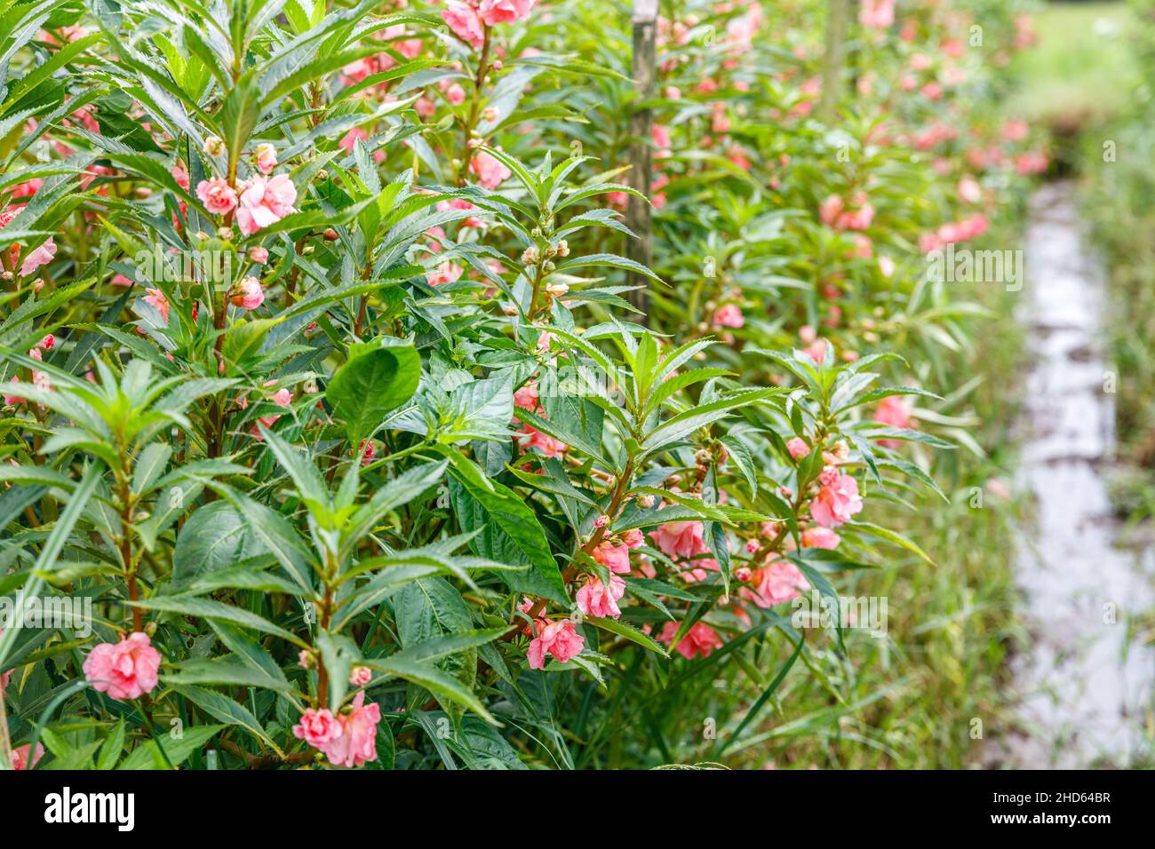 Blooming pink garden balsam, rose balsam or touch-me-not (Impatiens balsamina). Bali, Indonesia. Stock Photo
