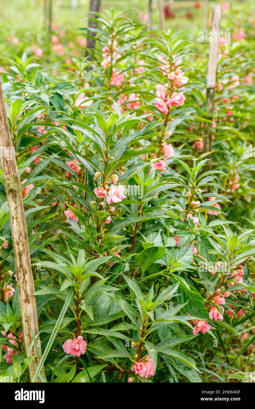 Blooming pink garden balsam, rose balsam or touch-me-not (Impatiens balsamina). Bali, Indonesia. Stock Photo