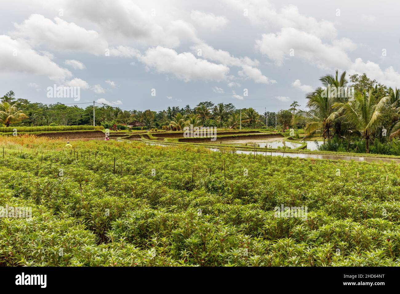 Field of blooming garden balsam, rose balsam or touch-me-not (Impatiens balsamina). Bali, Indonesia. Stock Photo