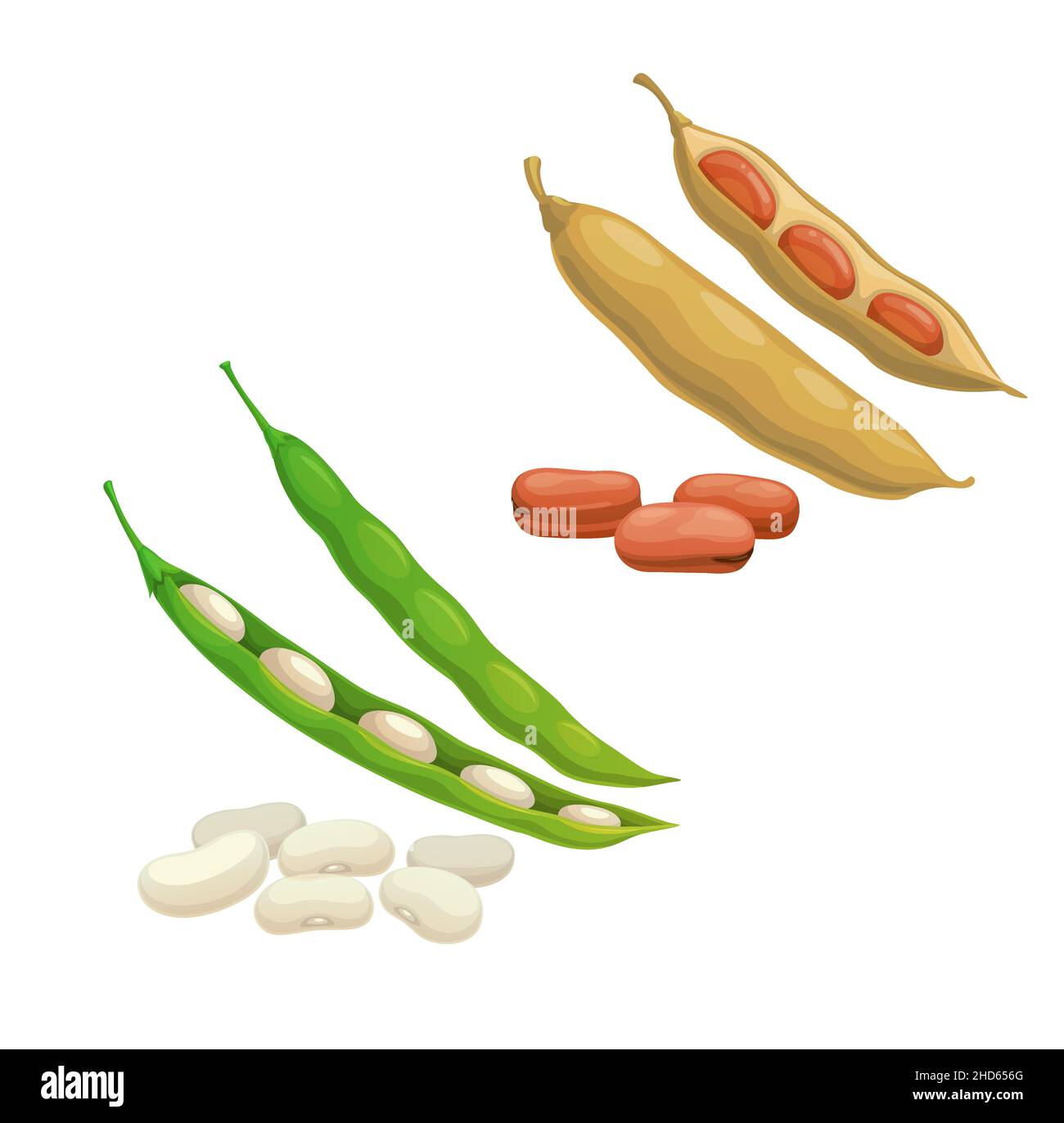 Red and white isolated kidney beans pod vegetables, vector. Farm food