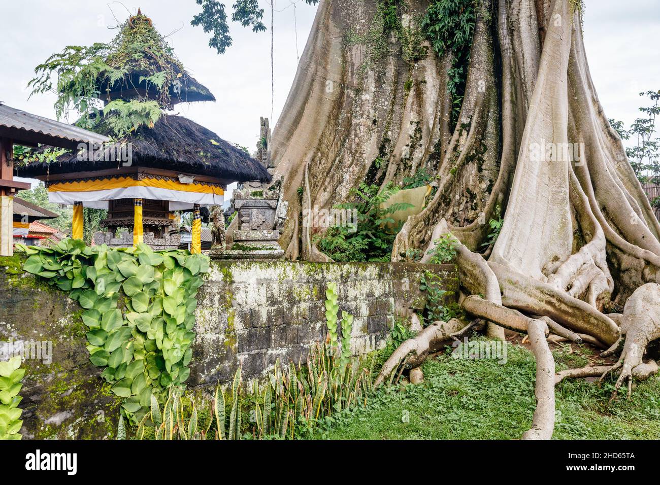 Giant ancient Cotton tree or Kapok (Ceiba pentandra) in Magra village, Tabanan, Bali, Indonesia. Stock Photo