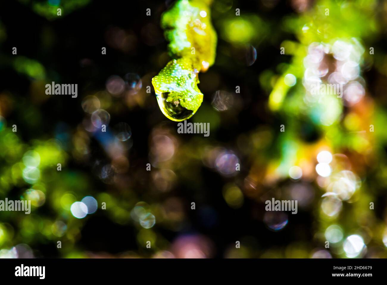 Waterdrops caught by Conocephalum conicum that shine in the reflection of  the sunbeam Stock Photo