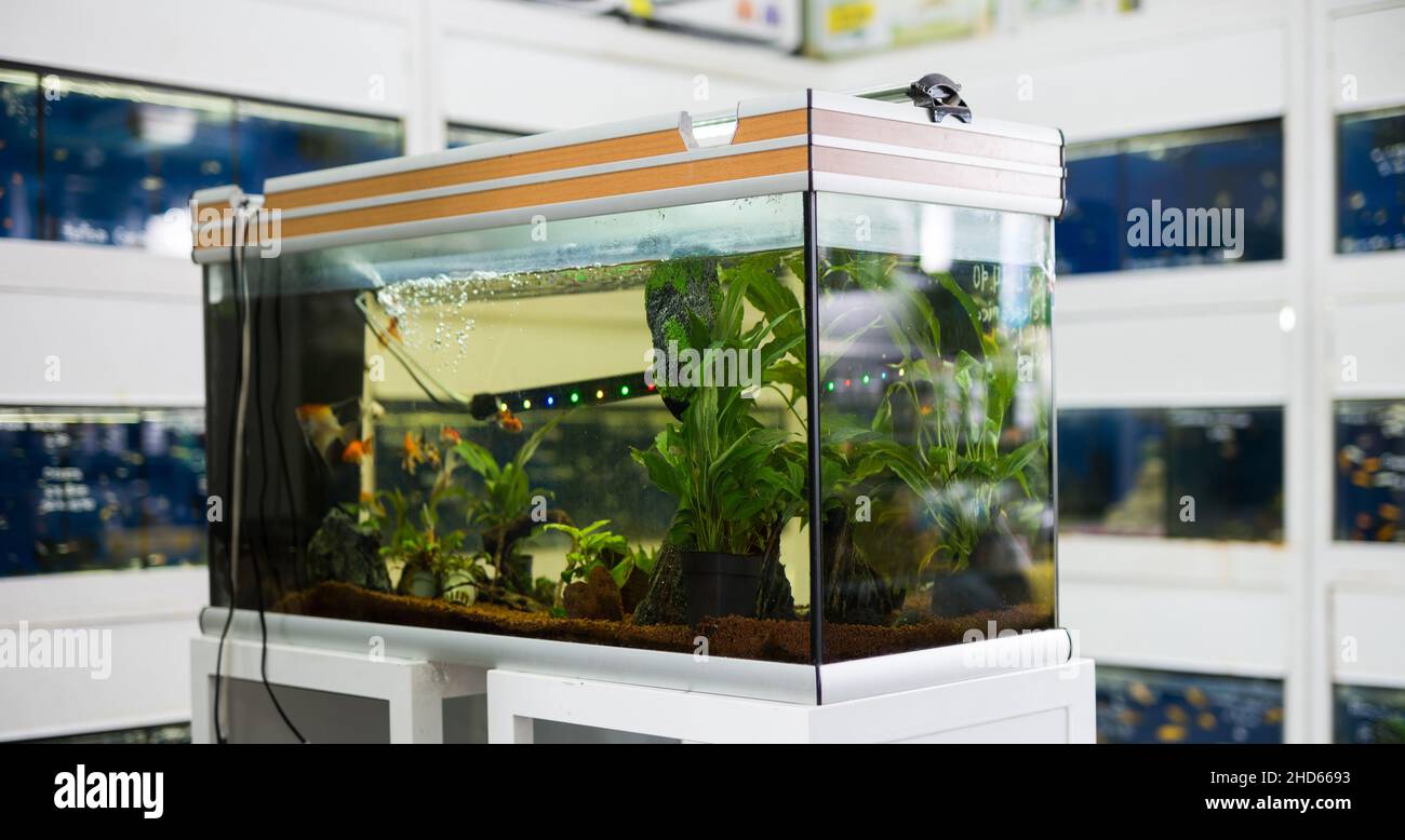 Aquarium with goldfish and algae for sale in pet shop Stock Photo