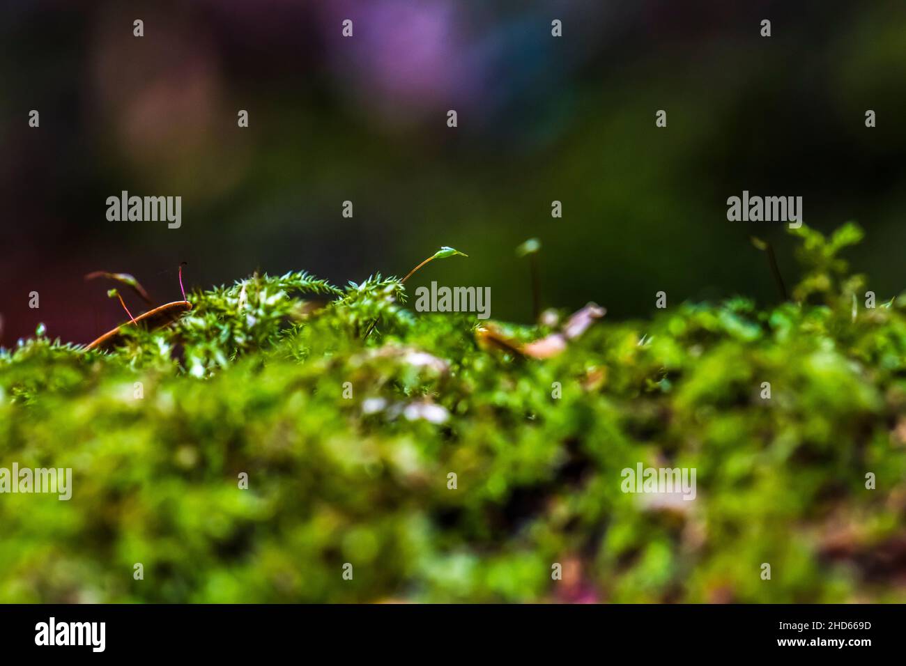 Moss sporophyte Stock Photo