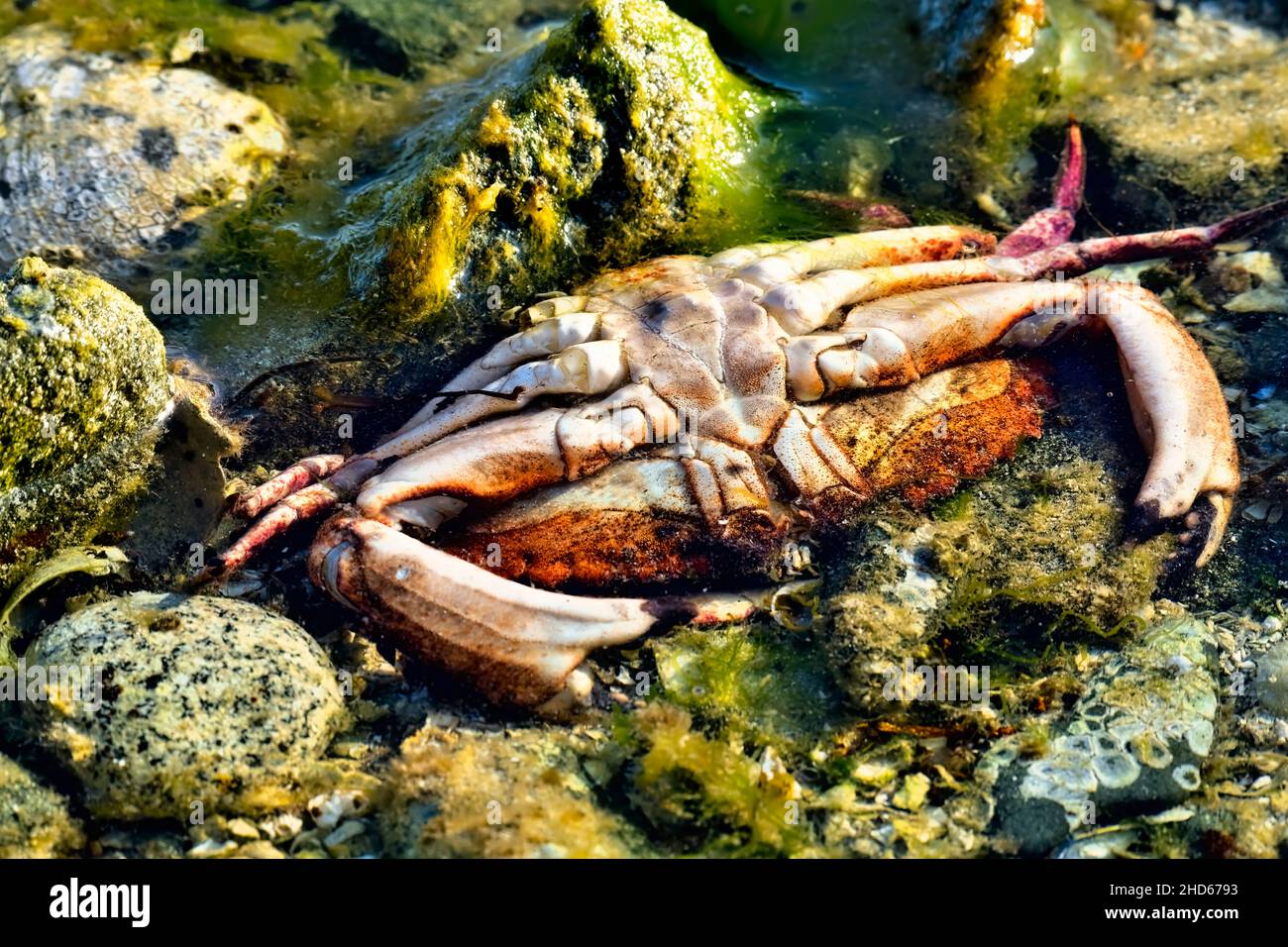 A dead Red Rock Crab 'Cancer productus', in the shallow water on the shore of Vancouver Island in British Columbia Canada Stock Photo