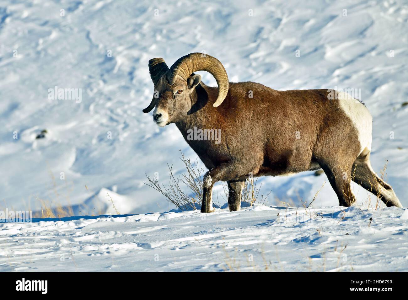 A wild rocky mountain Bighorn Sheep "Orvis canadensis", running down a ...