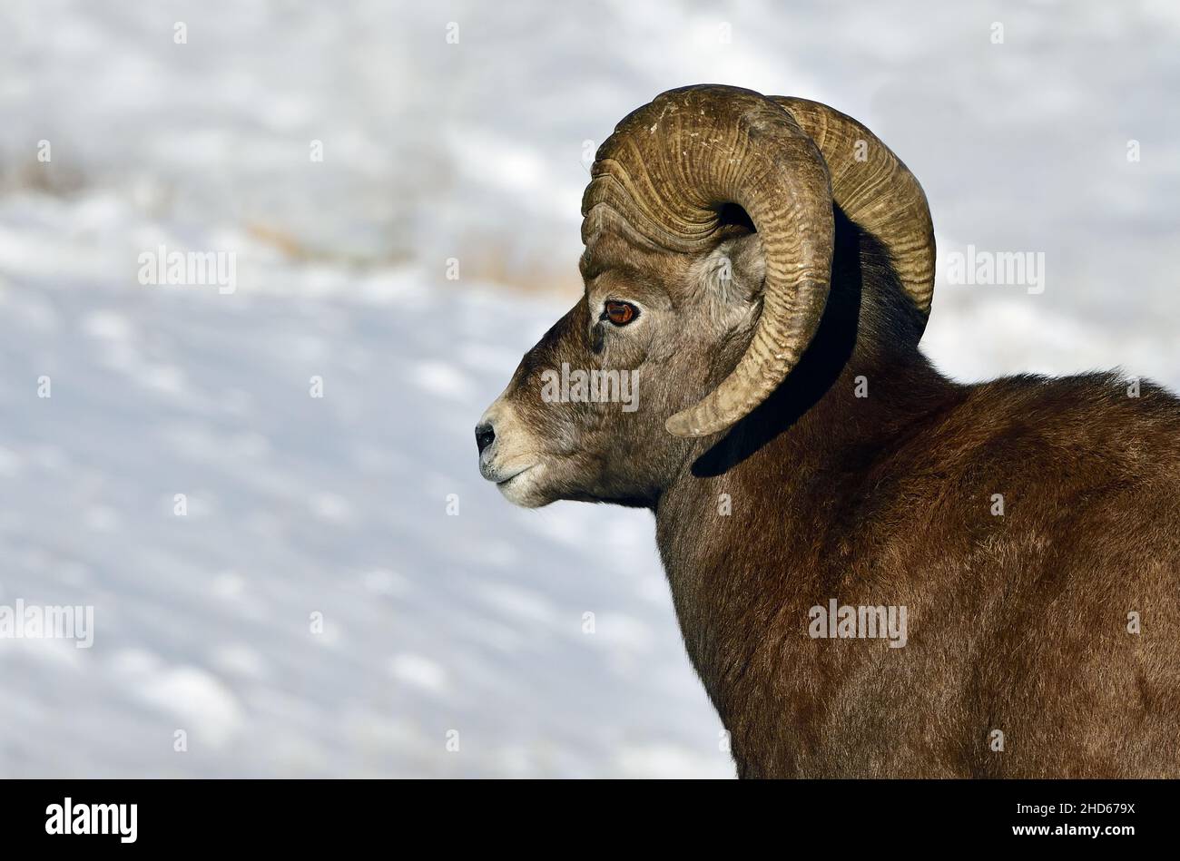 A portrait image of a wild Rocky Mountain Bighorn Sheep 'Ovis canadensis', in the winter snow. Stock Photo