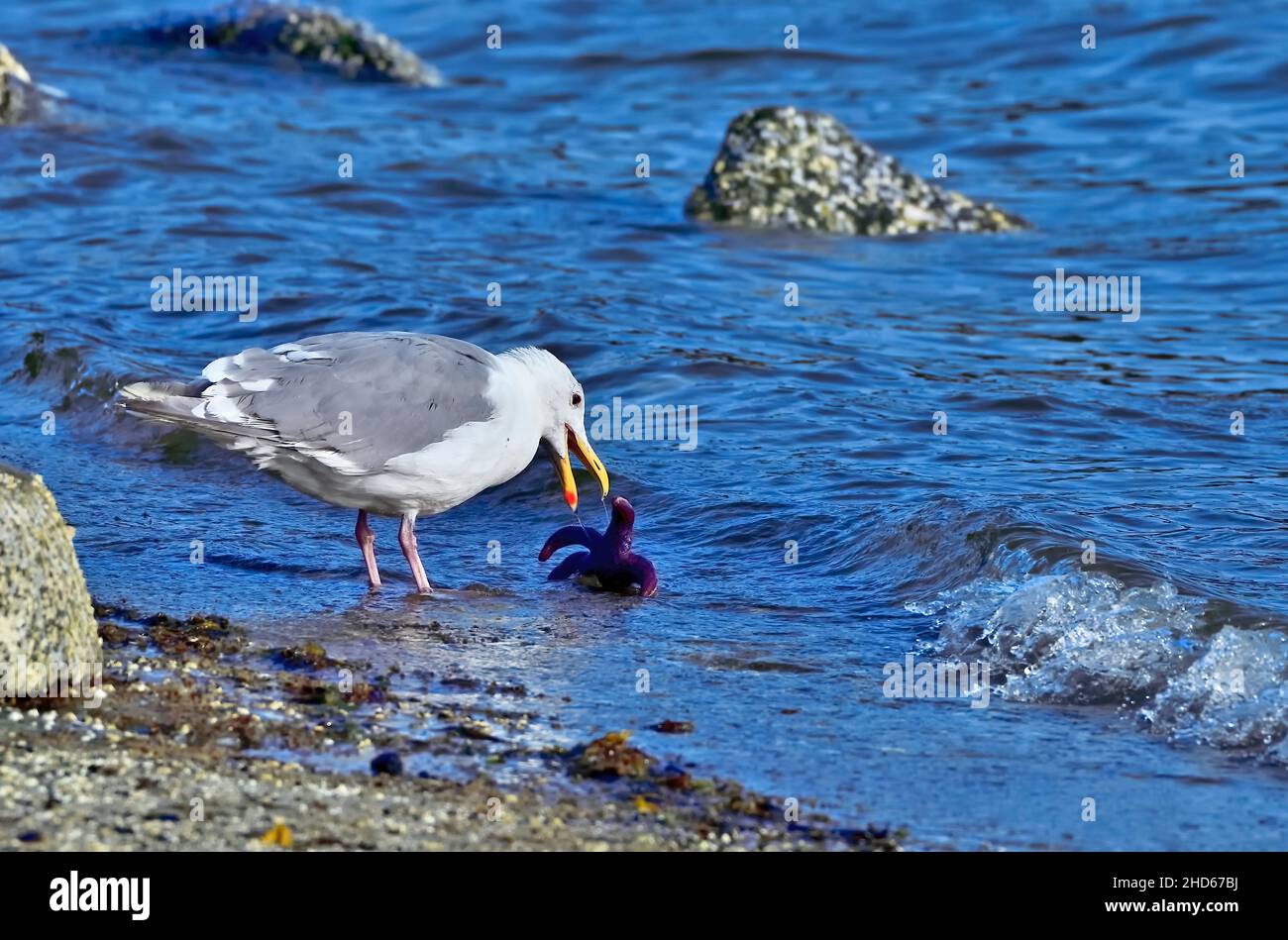 A Glaucous-winged gull (Larus glaucescens), shorebird attempting to swallow a purple starfish on the shore of Vancouver Island in British Columbia Stock Photo