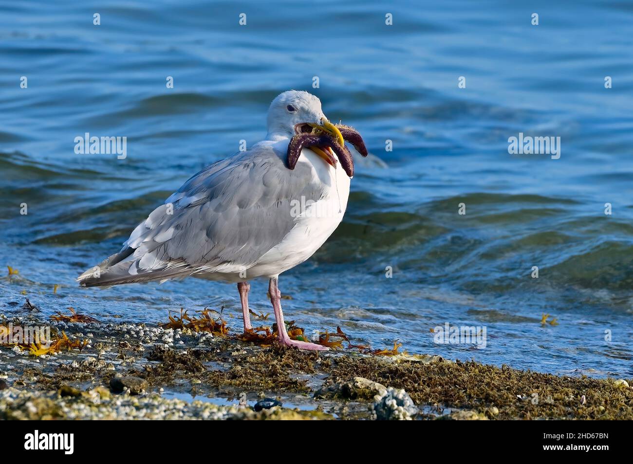 A Glaucous-winged gull (Larus glaucescens), shorebird attempting to swallow a purple starfish on the shore of Vancouver Island in British Columbia Stock Photo