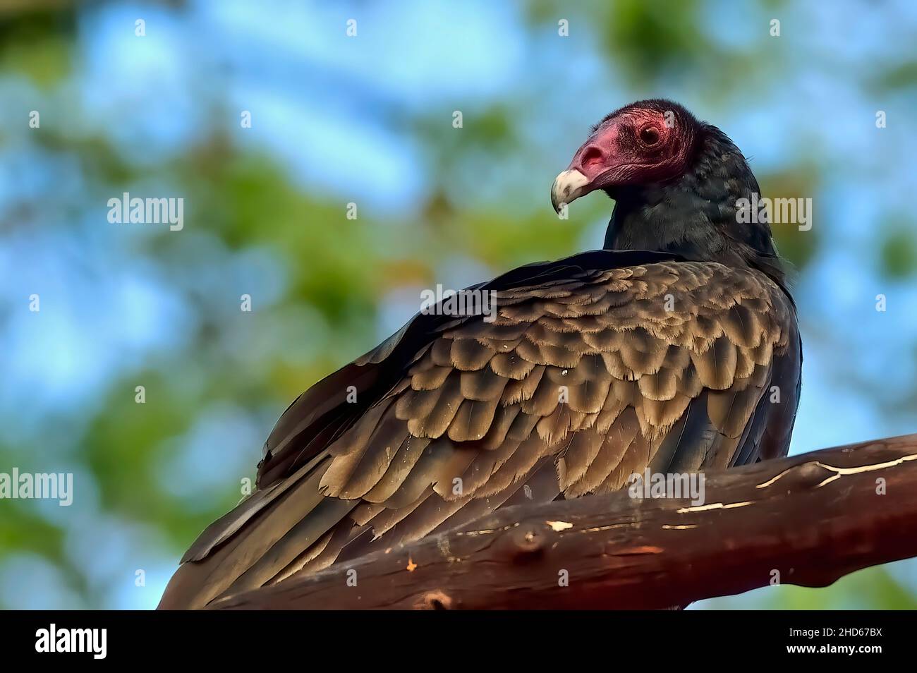 A close up portrait image of a wild Turkey Vulture 'Cathartes aura', perched on a tree branch on the coast of Vancouver Island in British Columbia Can Stock Photo