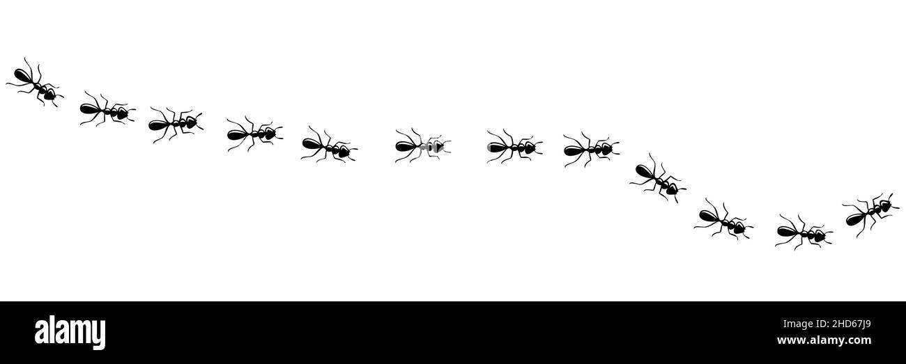 Ants marching in trail searching food. Ant path isolated in white background. Vector illustration Stock Vector