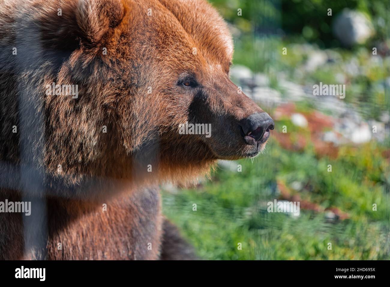 Standing Grizzly Bear Next To Human