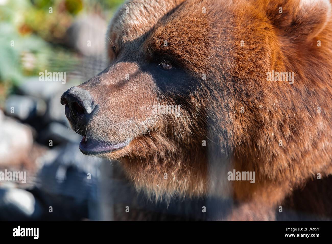 Standing Grizzly Bear Next To Human