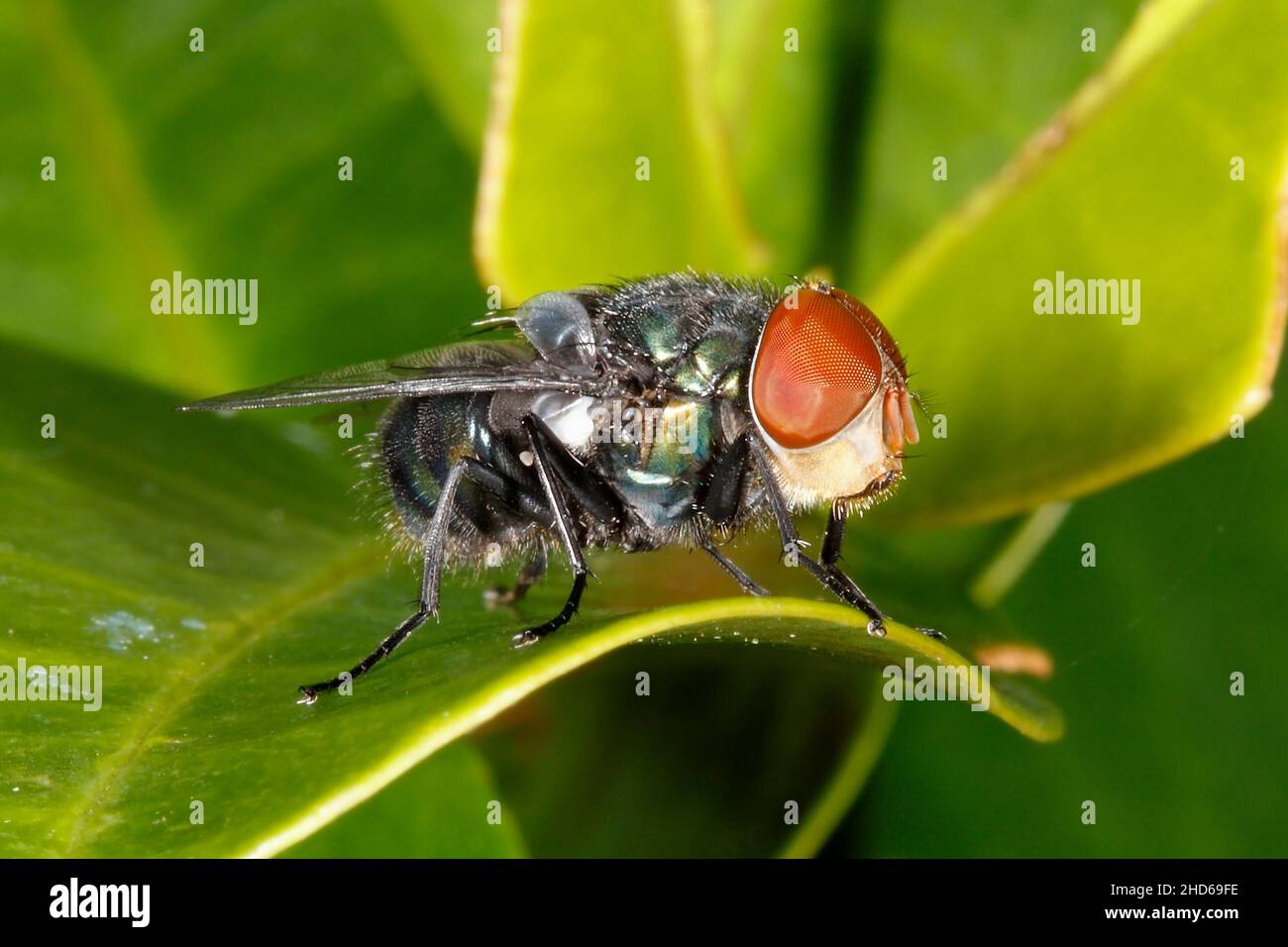 Australian Blowfly, probably a Large Greenbottle, Chrysomya rufifacies or Steelblue Bluebottle Fly, Chrysomya saffranea. Coffs Harbour, NSW, Australia Stock Photo