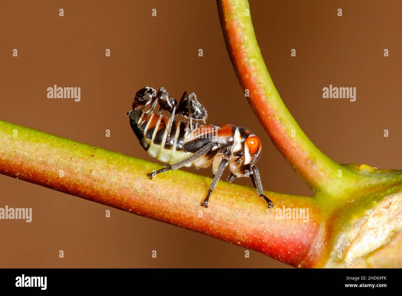Green Gum Leafhopper nymph, Eurymeloides pulchra, with ant on its back. Ants surround hoppers for the sweet "honey dew" exceted by them.The presence o Stock Photo