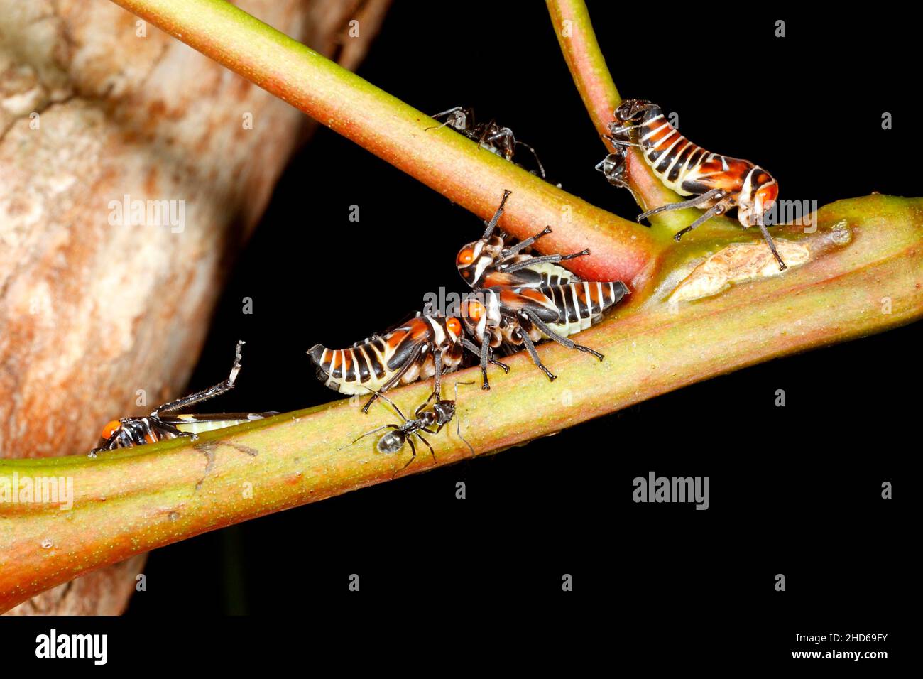 Green Gum Leafhopper nymphs, Eurymeloides pulchra, with ants. Ants