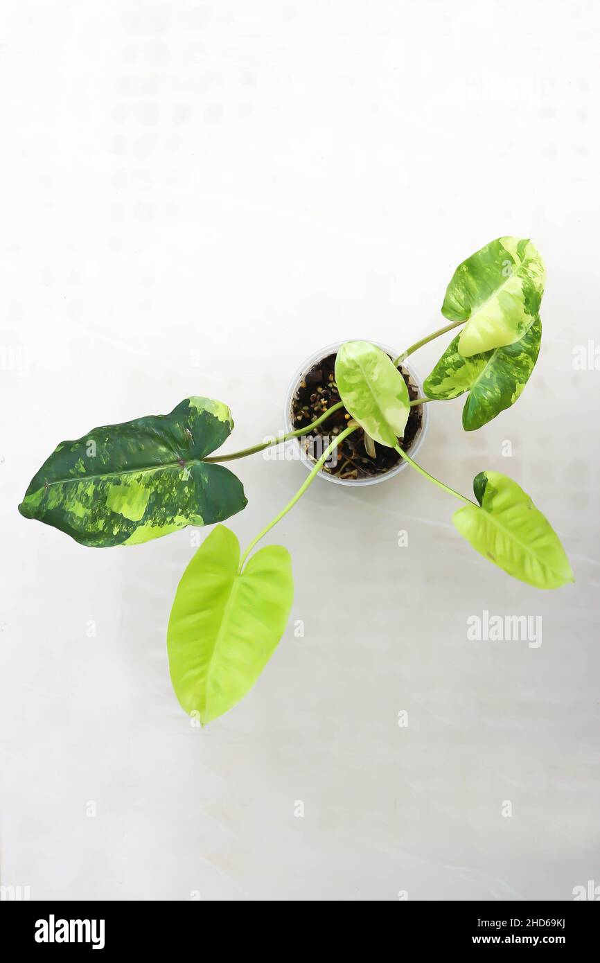 Philodendron Burle Marx Variegated, Philodendron or ARACEAE plant Stock Photo Alamy