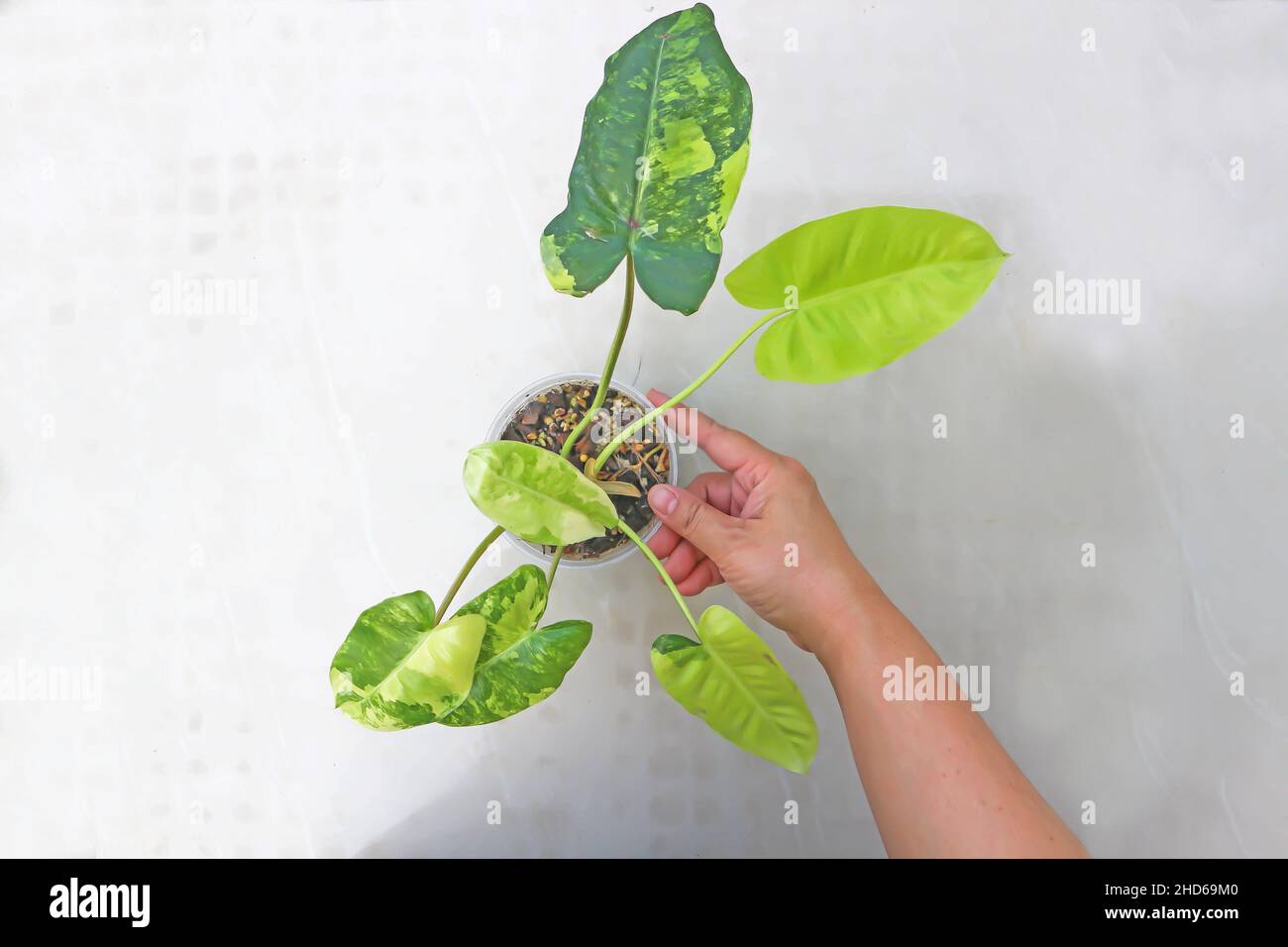 Philodendron Burle Marx Variegated, Philodendron or ARACEAE plant Stock Photo Alamy