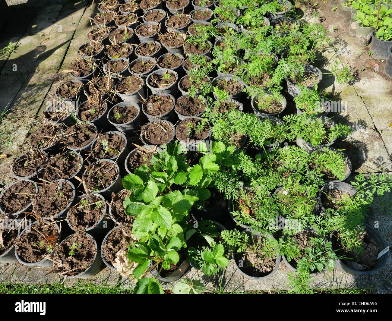 Vegetables grown on soil in black plastic pots, Green organic vegetable in pot on the farm in Thailand Stock Photo