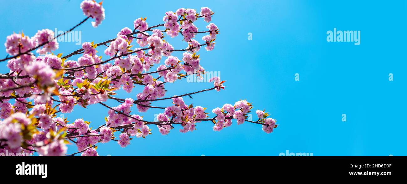Spring banner, blossom background. Blossom tree sakura over blue sky background. Branches of blossoming sakura on sky background. Sakura Festival. Stock Photo