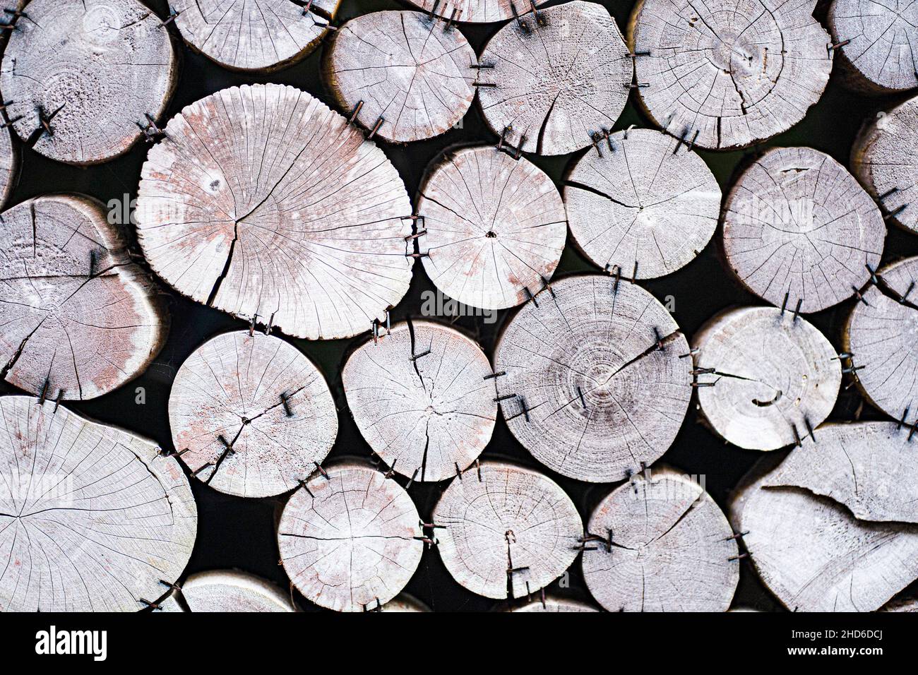 Close up of cut logs bind close together to make a wall. Stock Photo