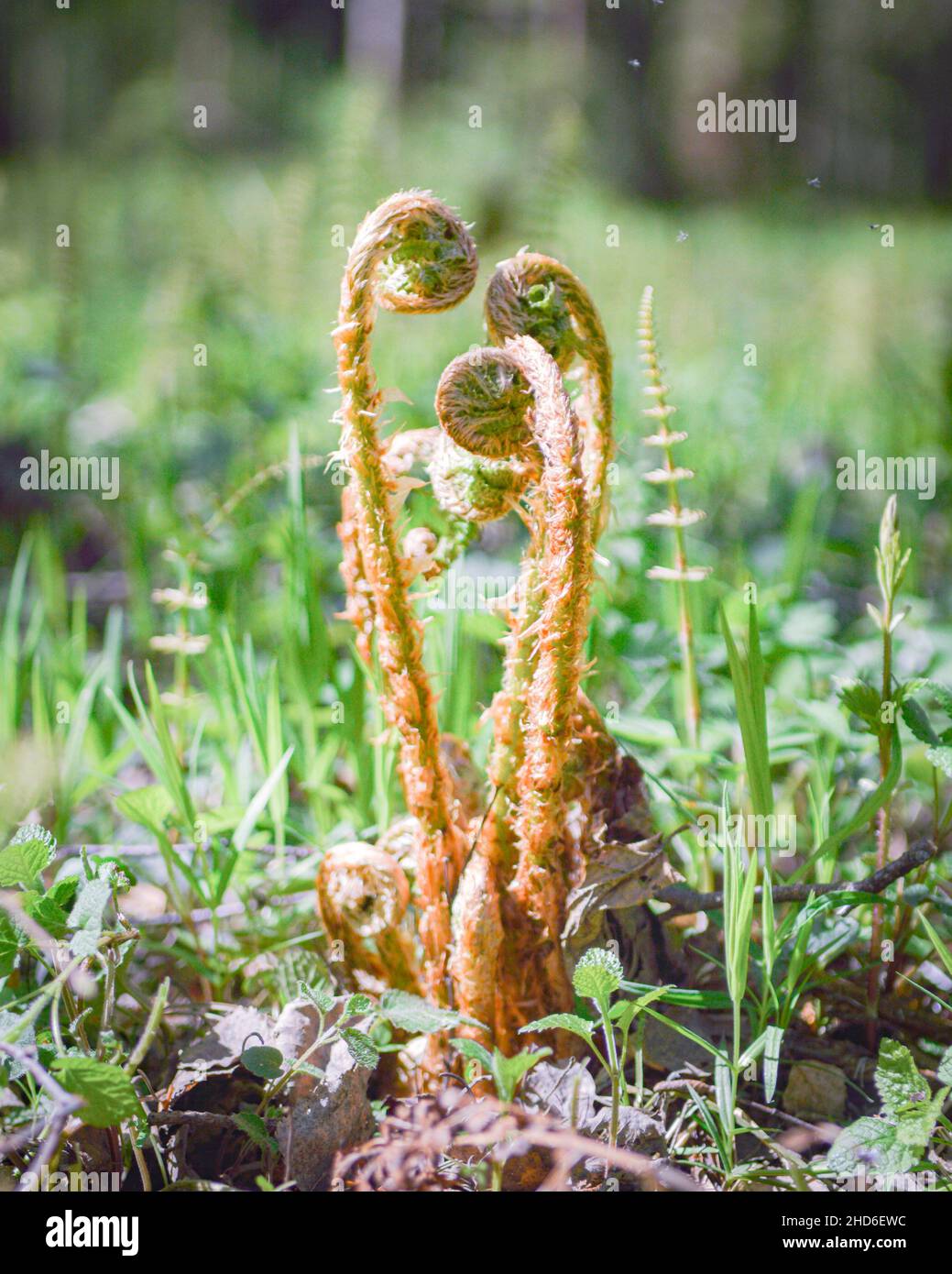 Close up tiny fern hi-res stock photography and images - Alamy