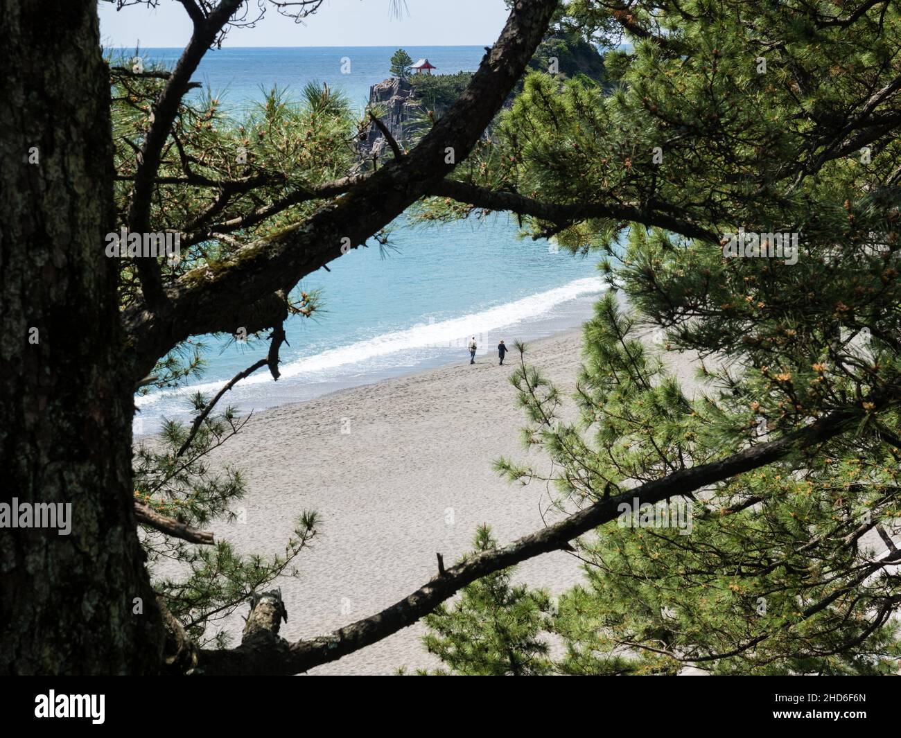 Pine tree on Katsurahama beach, a famous scenic spot on the outskirts of Kochi city Stock Photo