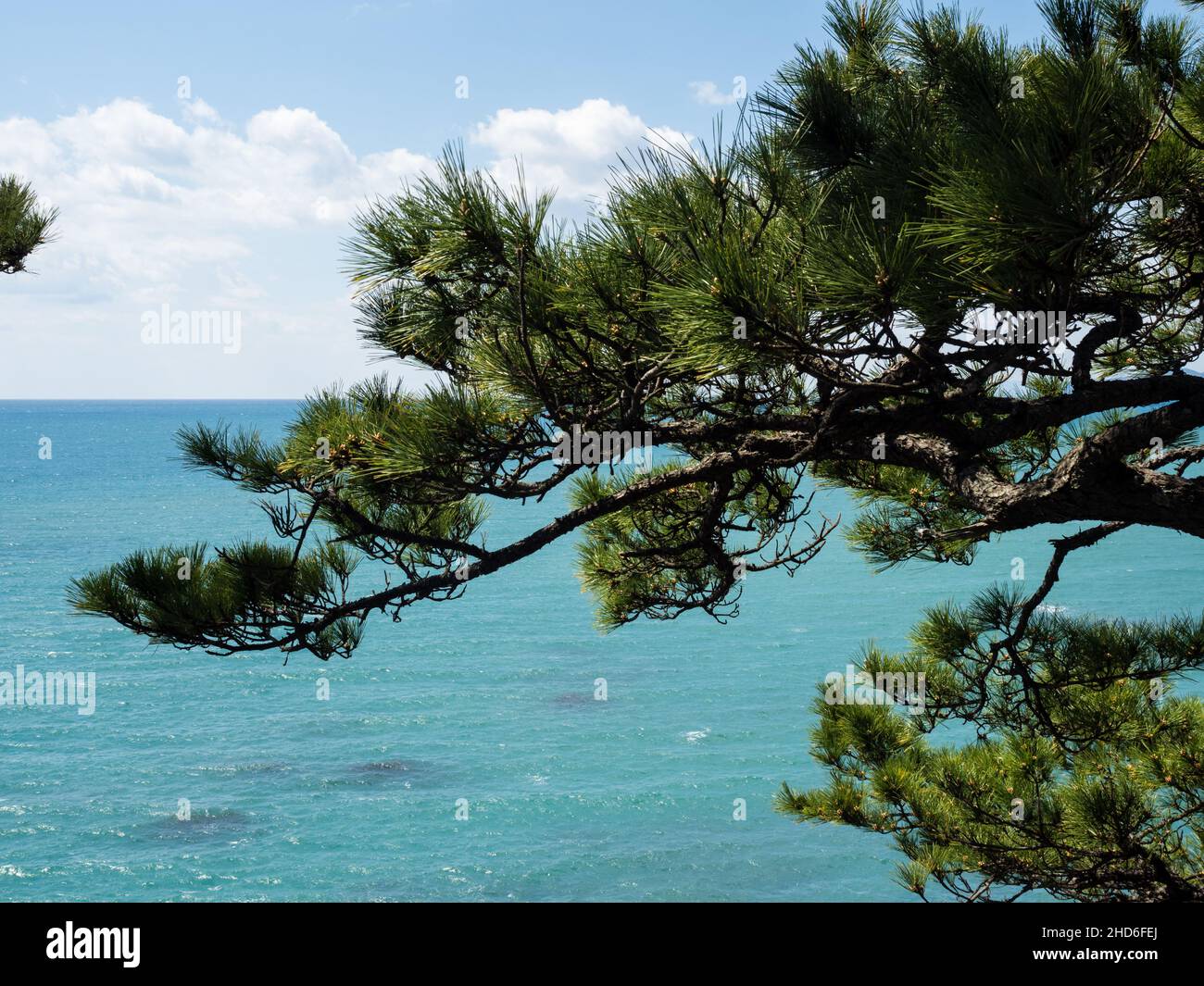 Pine tree on Katsurahama beach, a famous scenic spot on the outskirts of Kochi city Stock Photo