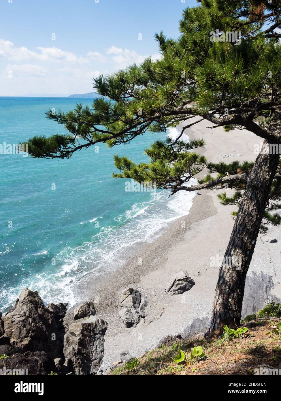 Pine tree on Katsurahama beach, a famous scenic spot on the outskirts of Kochi city Stock Photo